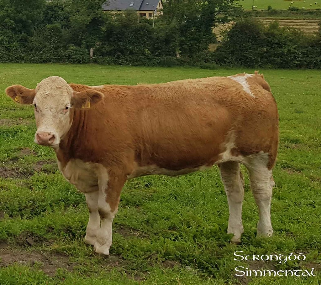 StrongBo_Simmental_Coose_ Karma_P_2019