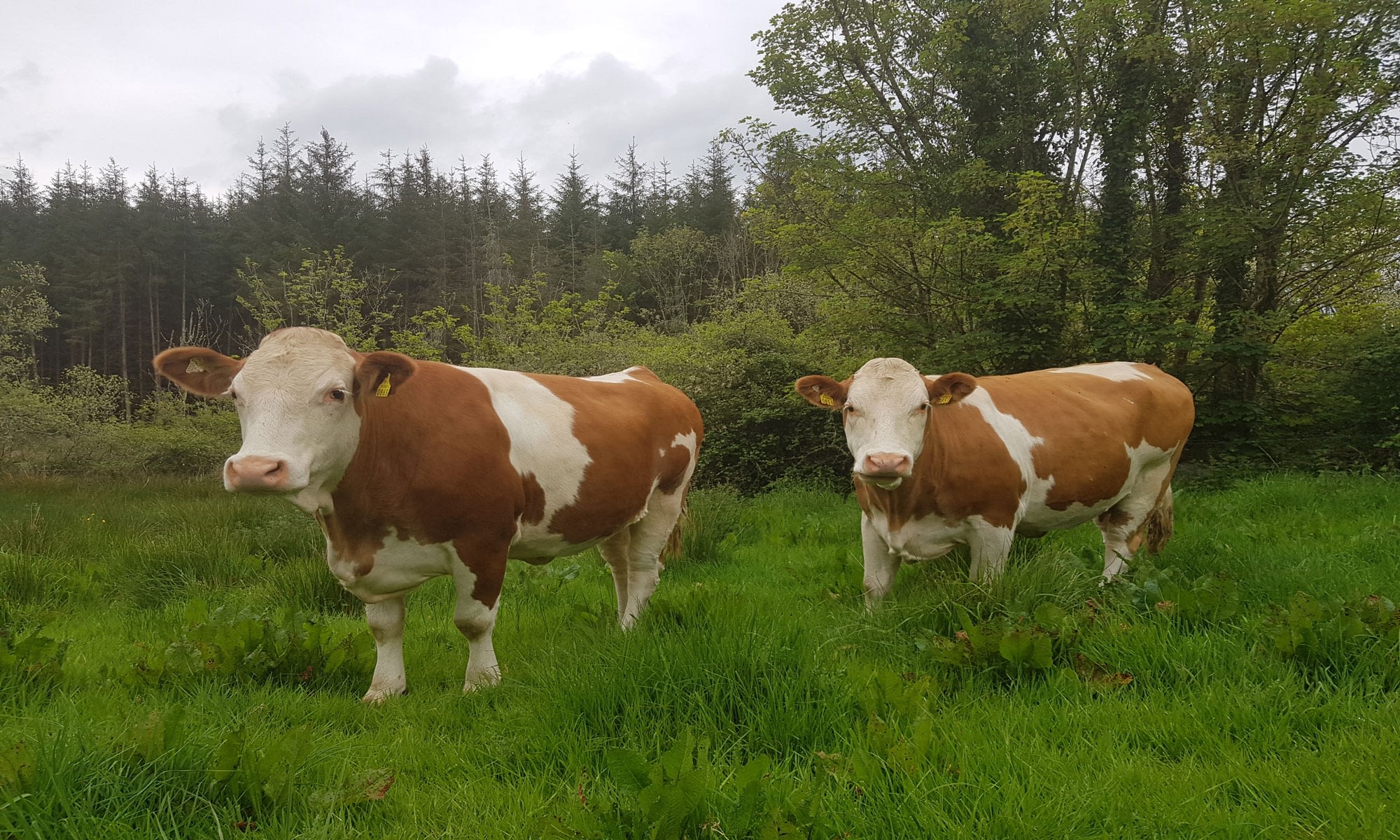 StrongBoPolled Simmentals