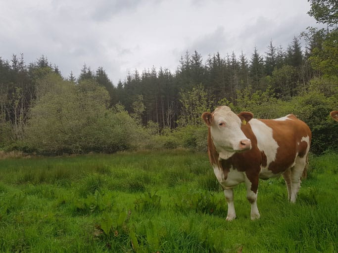 trong_Bo_polled_simmental_ballymqueve_filli