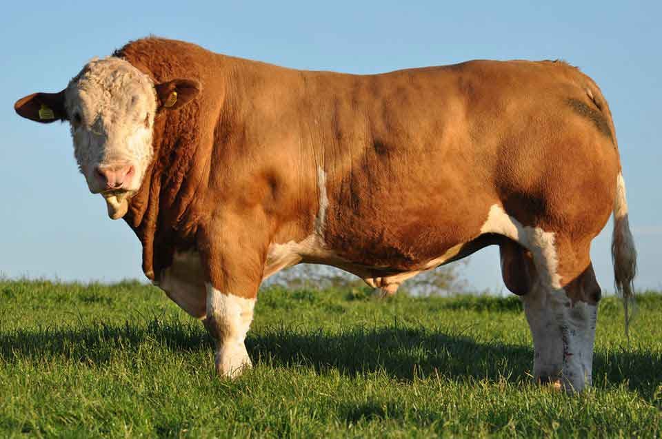 Breeding Bulls StrongBoPolled Simmentals