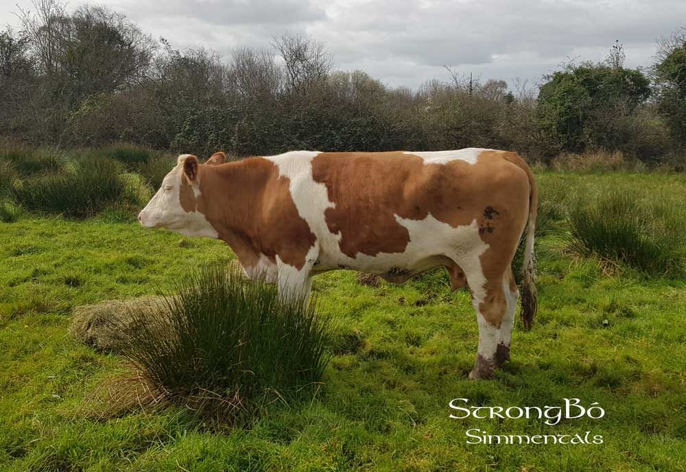 Ballymaquive_Filli