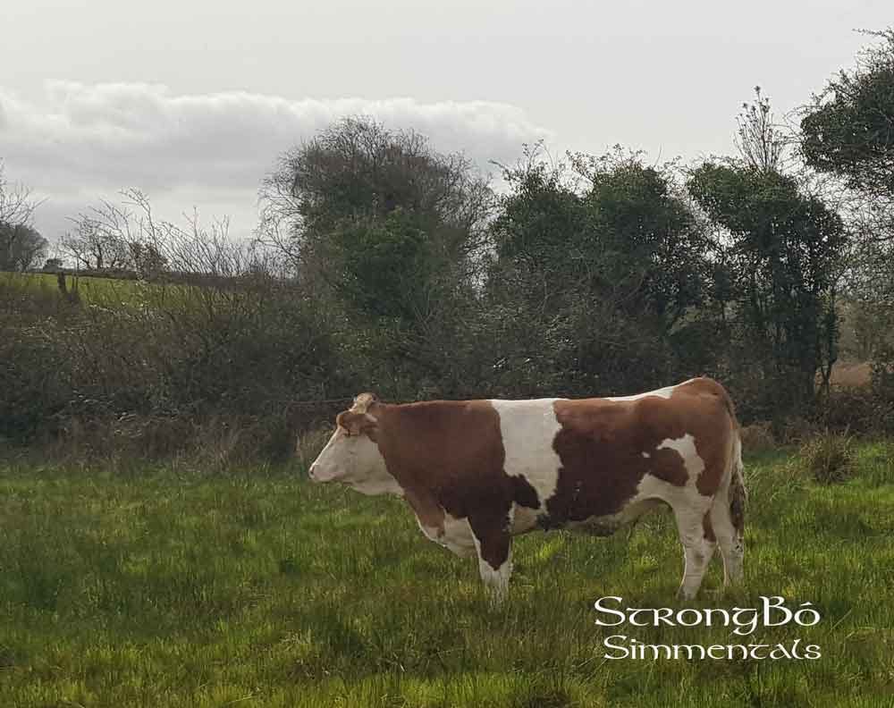 StrongBo_Ballymaquive_Gerri