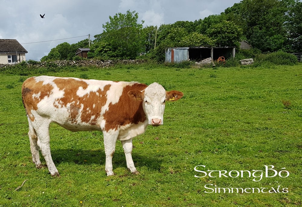 Portroyal_Jelessa_PP_ our_first _homozygous_polled_heifer.