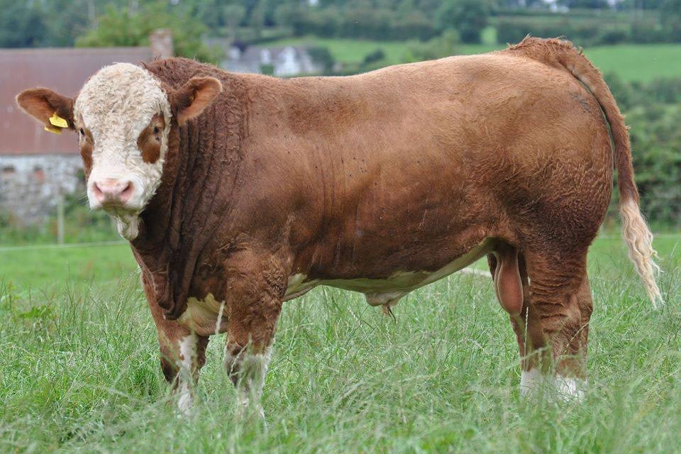 Breeding Bulls - StrongBoPolled Simmentals